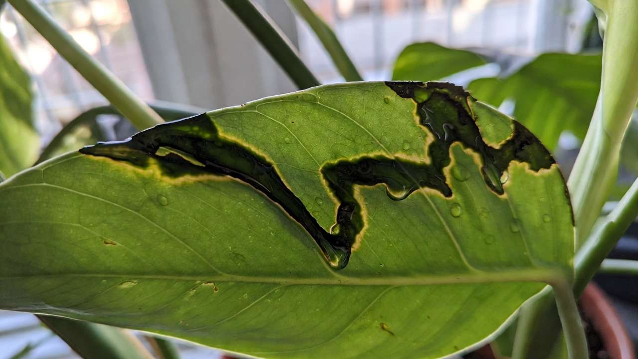Bacterial leaf spot on houseplant leaf showing angular water-soaked dark spots and yellow edges