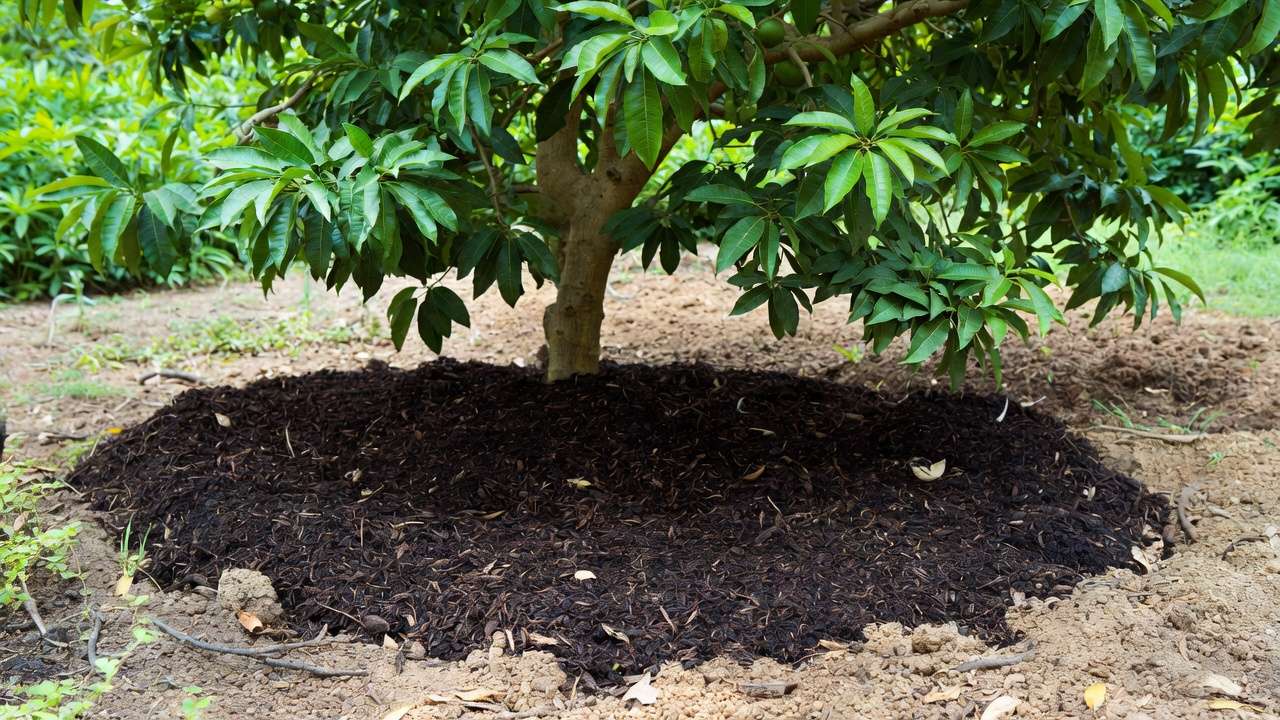 Fruit tree mulched with compost showing healthy growth in organic garden