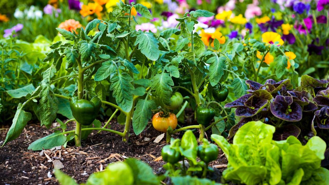 Lush healthy vegetable garden with plants thriving in organically amended soil