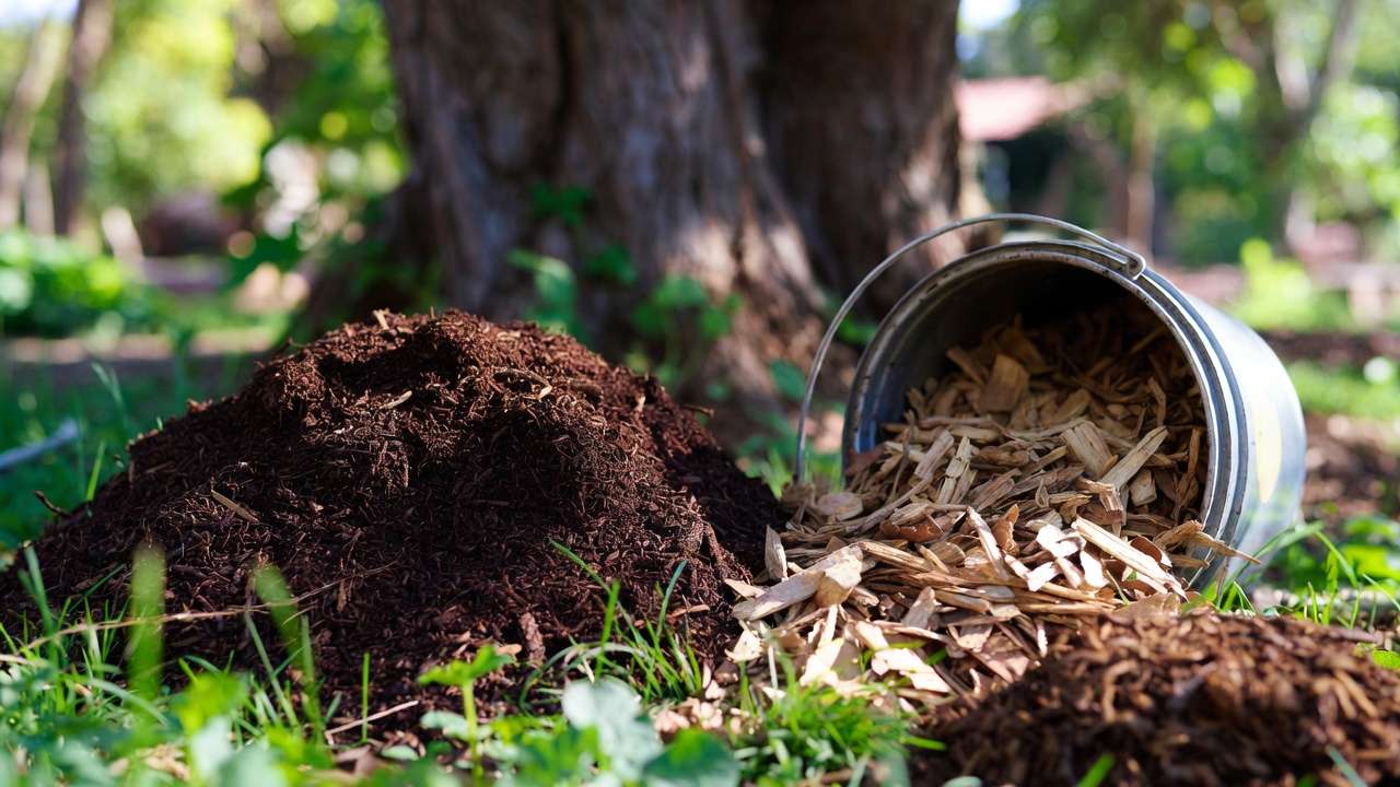 High-quality compost, wood chips, and leaf mold as ideal materials for safely topdressing around large trees