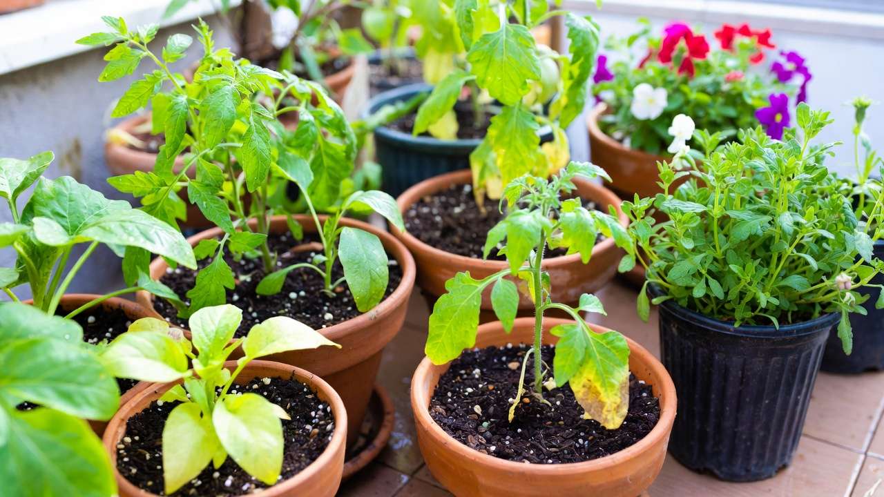 Thriving potted plants in successfully refreshed and reused old potting soil