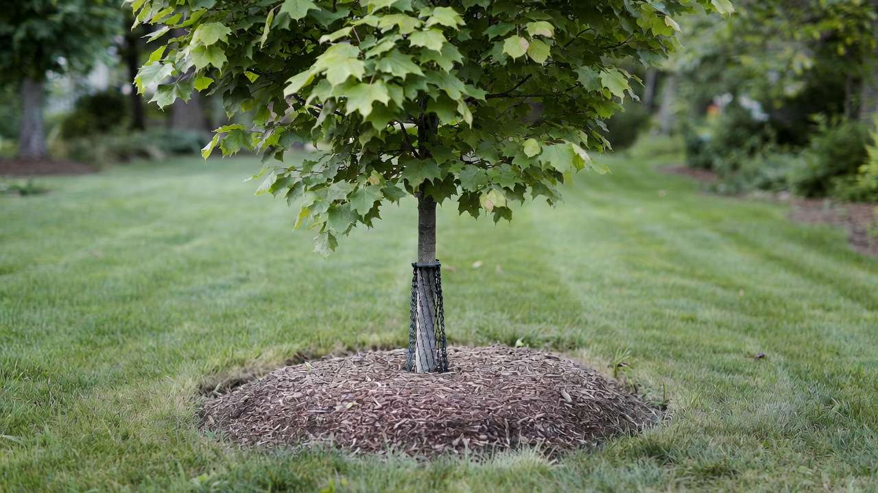 Young tree protected by wide mulch ring and coiled plastic trunk guard in green lawn to prevent lawn equipment damage
