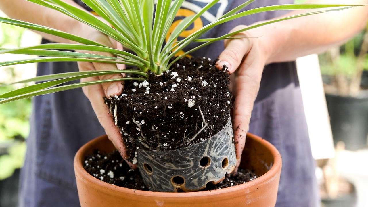 Well-draining soil mix with perlite and sand for repotting variegated yucca plant