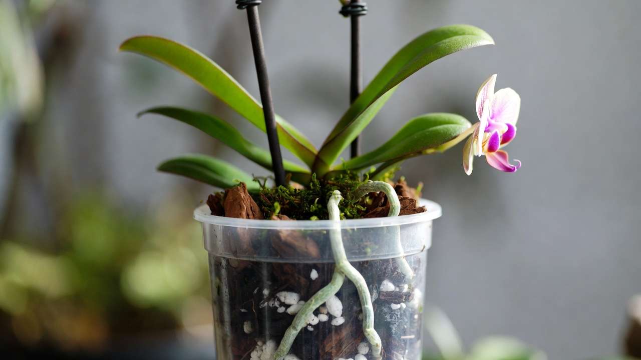Healthy Phalaenopsis orchid in clear pot with visible homemade orchid potting mix and strong white roots