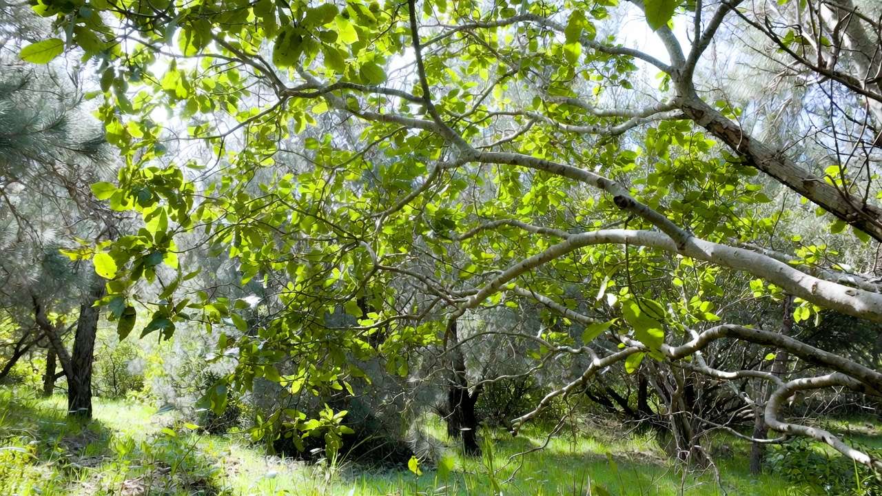 Healthy tree canopy after proper dead branch removal showing improved vitality and appearance