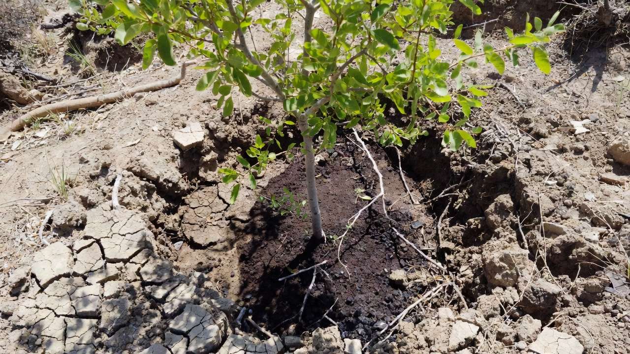 Young tree thriving in drought conditions thanks to biochar-enhanced moist soil at the root zone