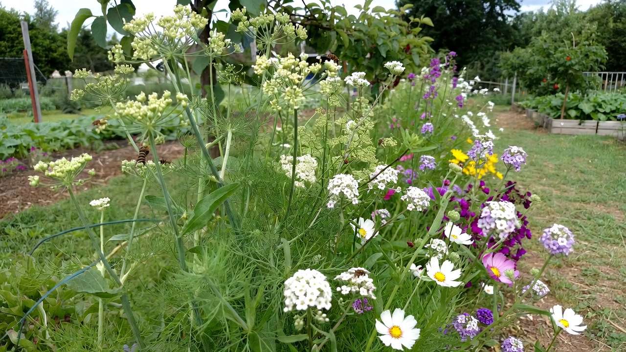 Flowering insectary strip with dill yarrow alyssum attracting beneficial insects in organic garden
