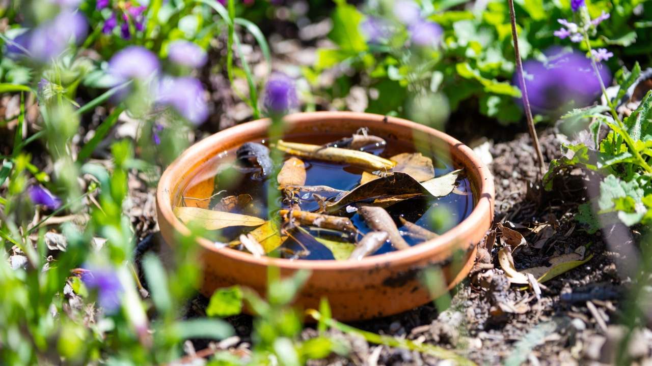 DIY hoverfly lagoon habitat with water and organic matter to attract larvae for pest control.