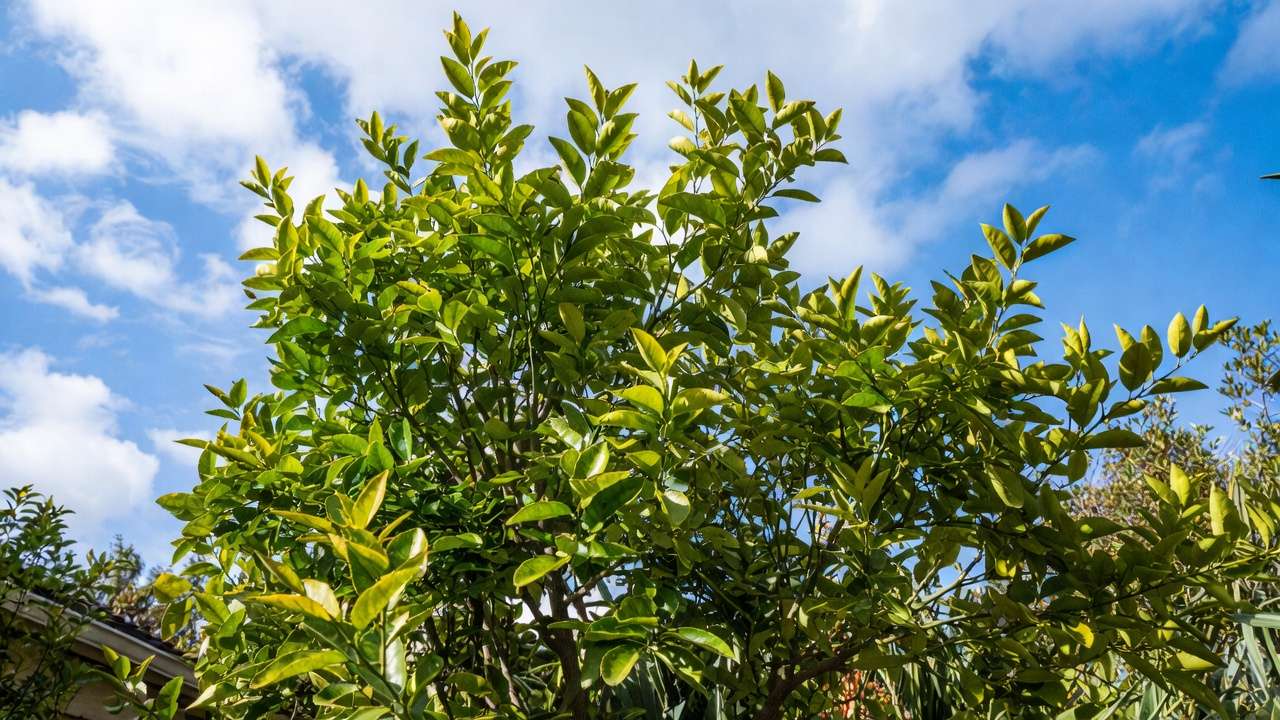 Well-trained young citrus tree showing strong scaffold branches and balanced structure after proper early training