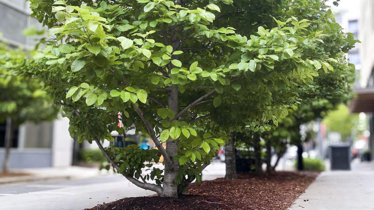 Lush, healthy urban street trees growing strong in biochar-amended soil bed