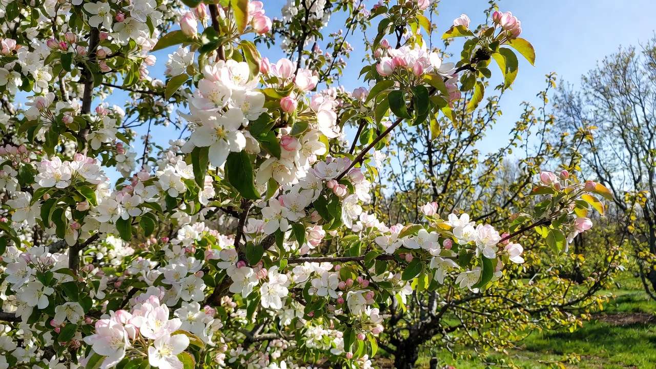 Crabapple tree in bloom serving as pollinizer in fruit orchard