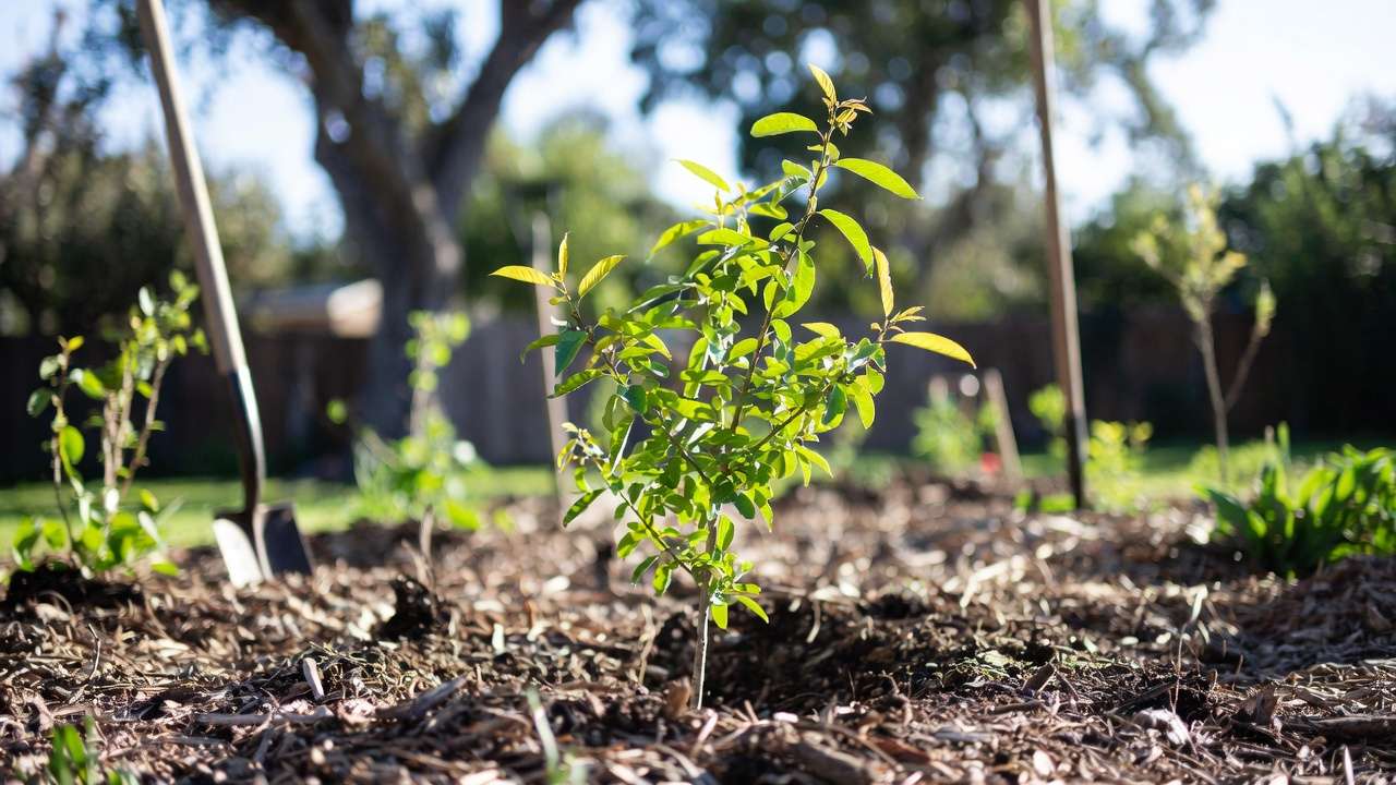 Young fruit tree planted outdoors with mulch and tools in prepared garden spot after successful transition