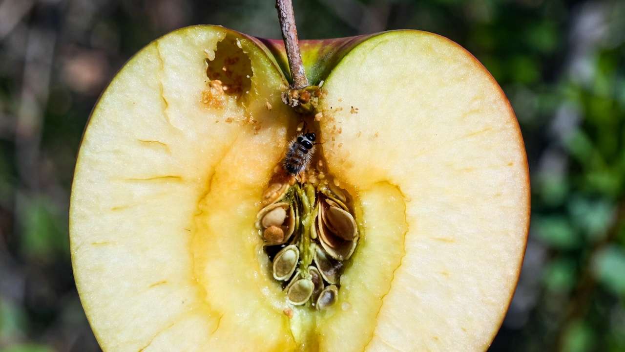Codling moth larva damage inside apple fruit showing entry hole and frass for common pest recognition