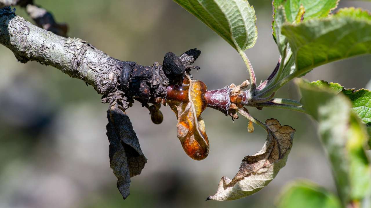 Fire blight symptoms on apple tree branch showing blackened shoot and ooze