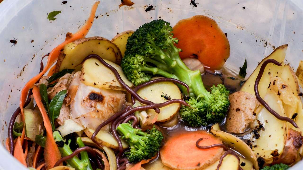 Overfed composting worm bin with rotting food, fruit flies, and anaerobic conditions