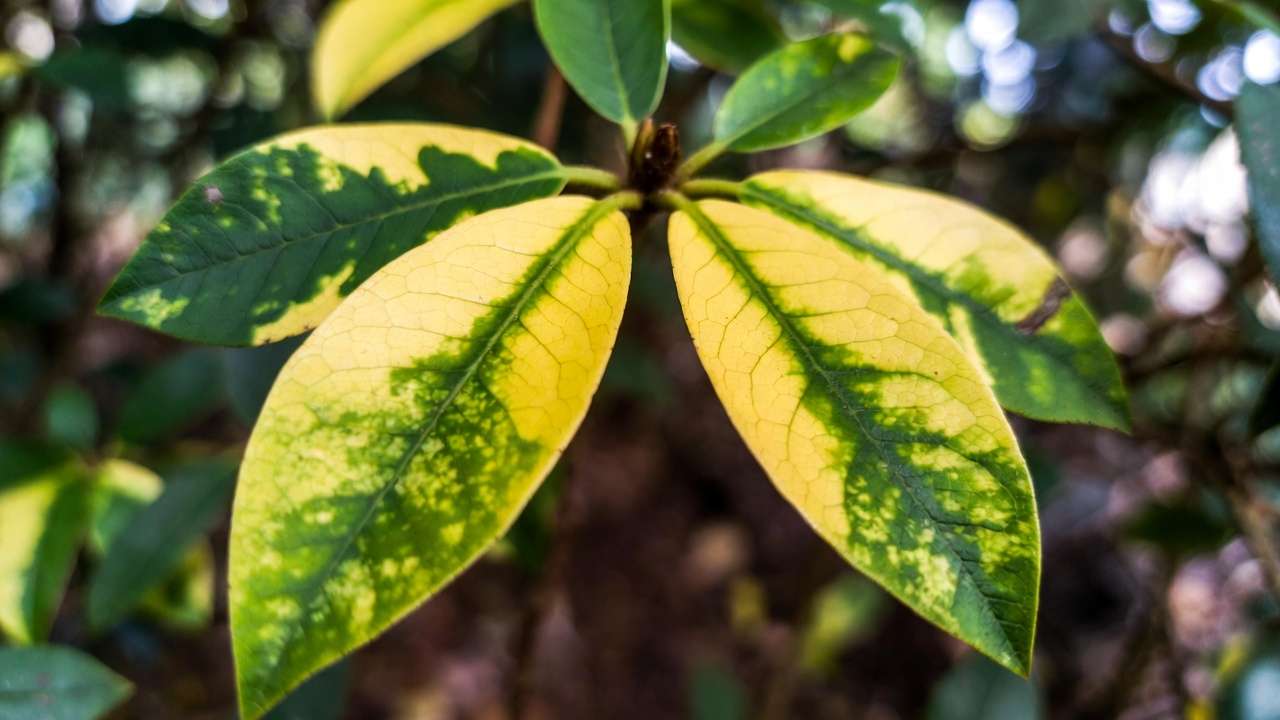 Chlorosis symptoms yellow leaves with green veins on acid-loving rhododendron plan