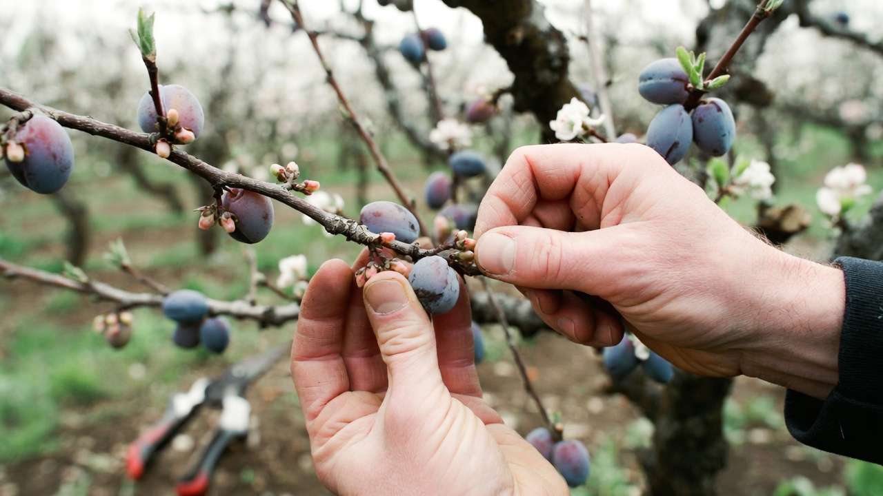 Gardener hand-thinning stone fruit branch correctly to avoid common mistakes and ensure healthy harvest