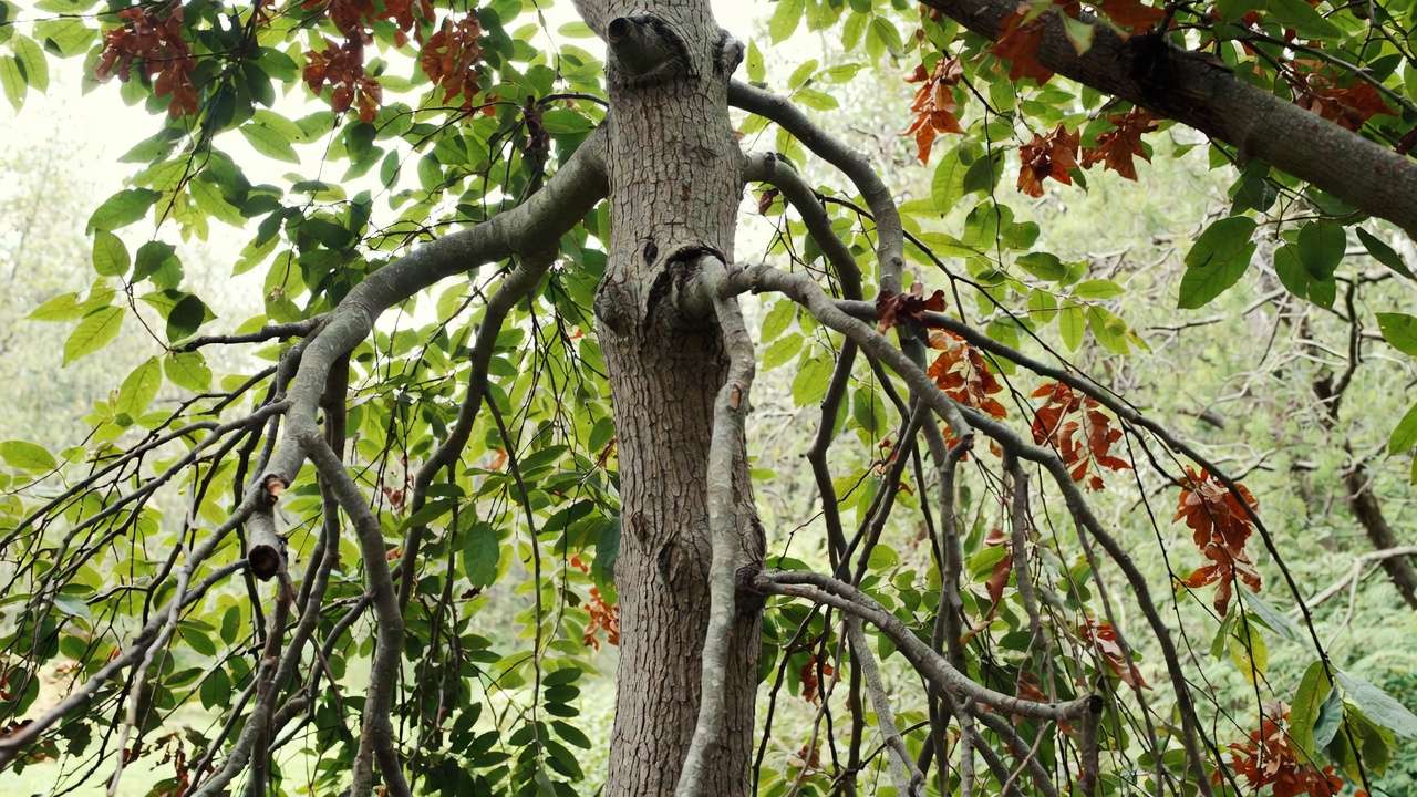 Example of lion-tailing mistake in tree pruning with stripped interior branches and weak structure