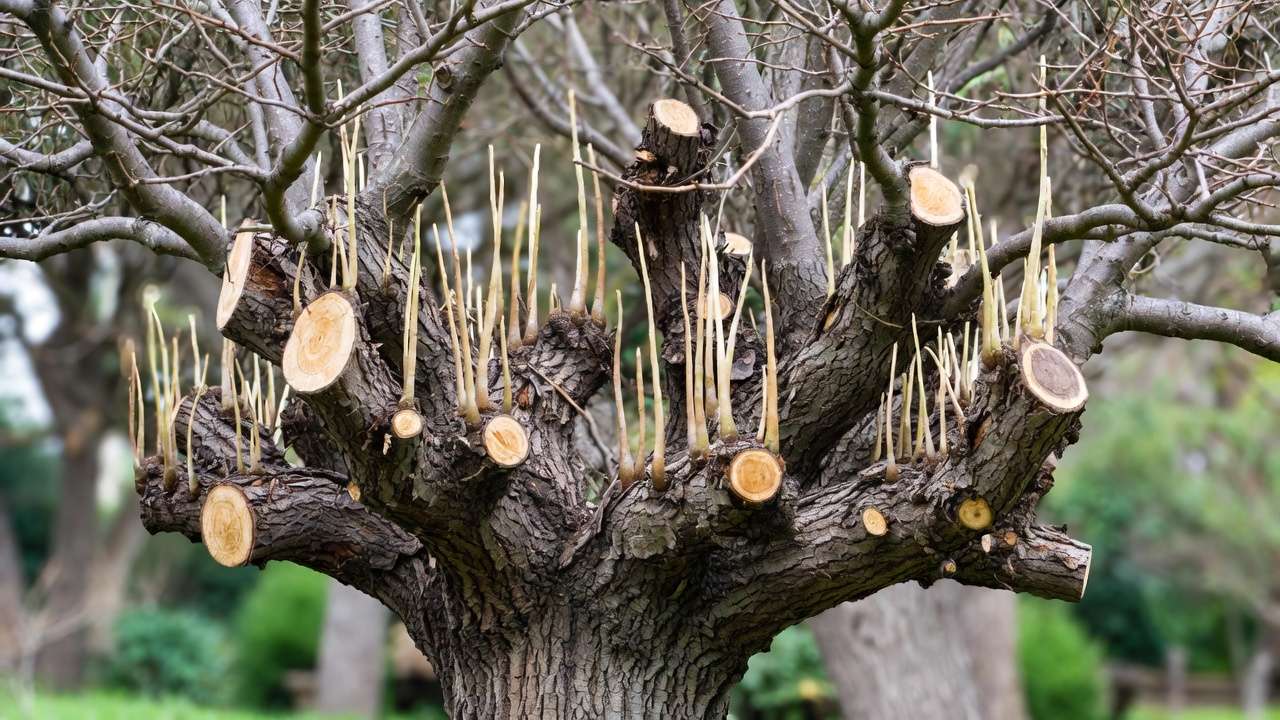 Example of tree topping damage showing weak regrowth and decay