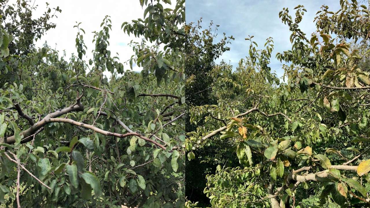 Before and after comparison of properly pruned fruit tree