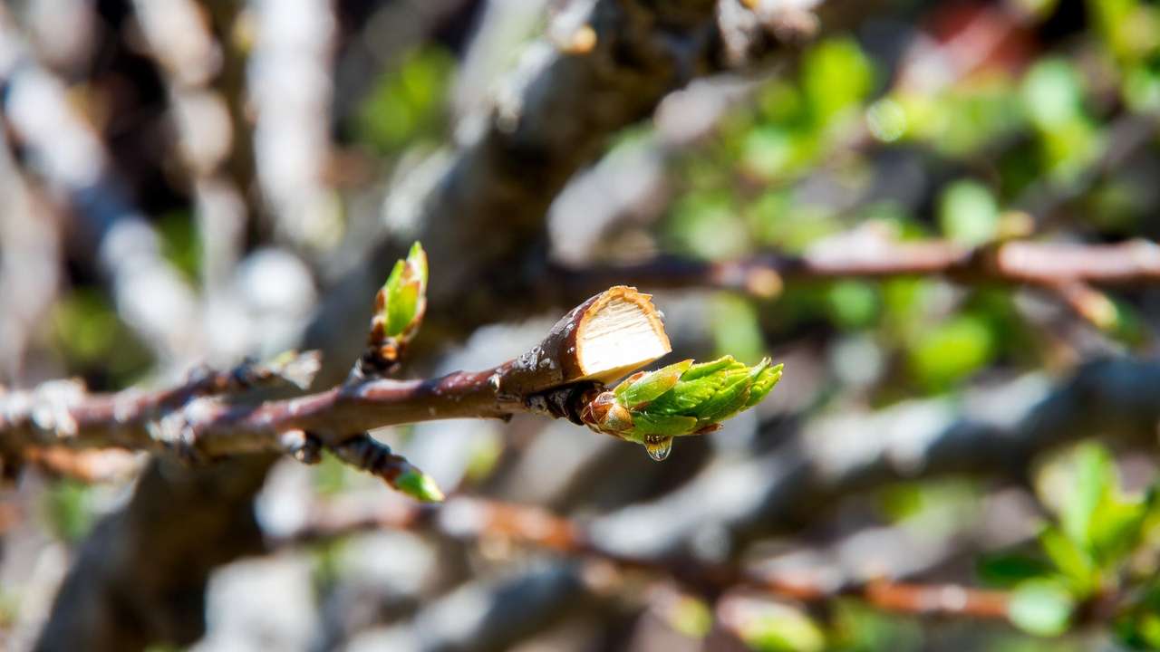 Close-up of perfect clean pruning cut above outward-facing bud on fruit tre