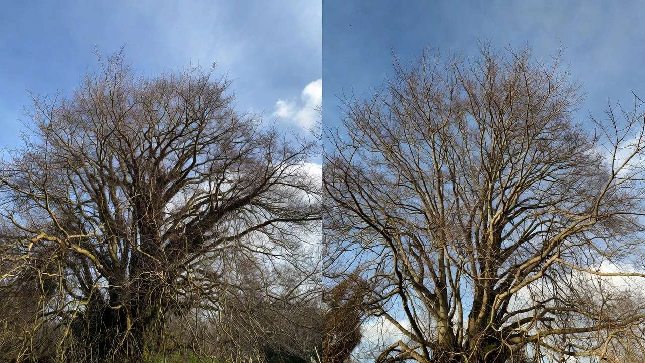 efore and after late winter tree pruning comparison showing improved struct