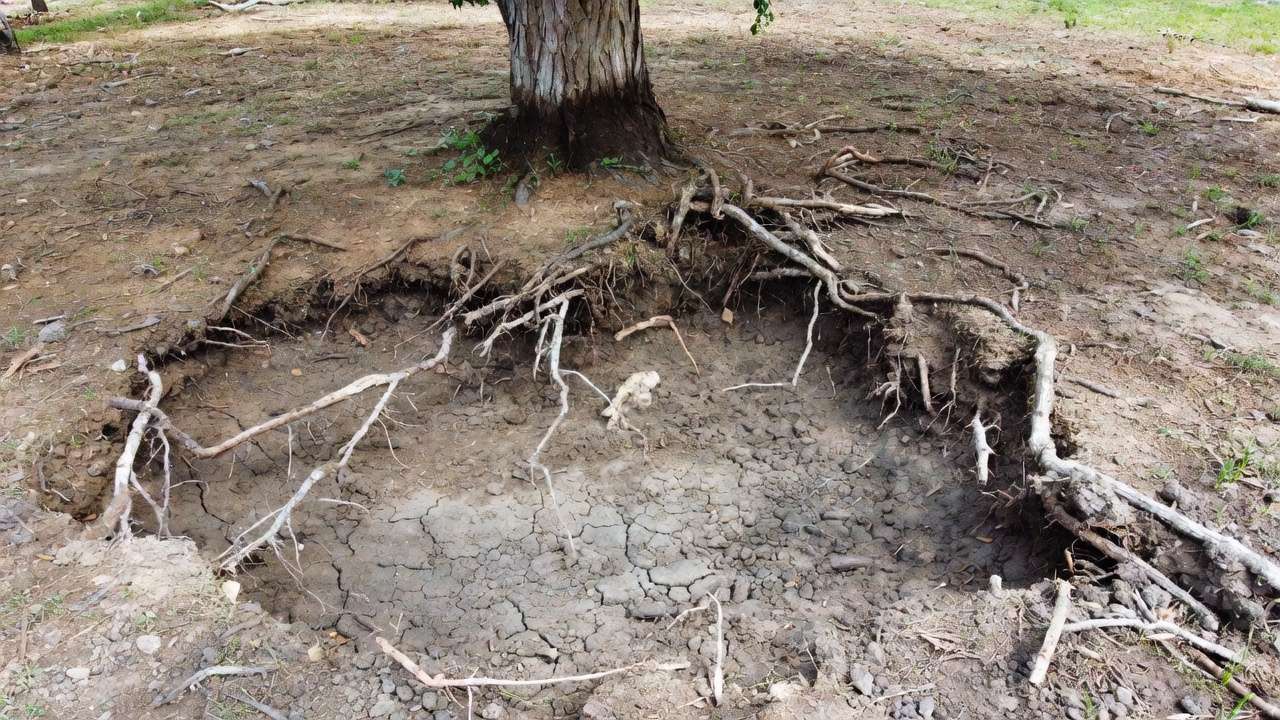 Close-up of compacted cracked soil and exposed roots around tree base showing signs of soil compaction damage.