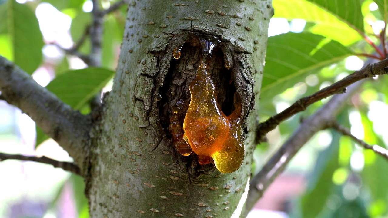 Bacterial canker on cherry tree bark with characteristic gummosis oozing amber gum from sunken lesions.