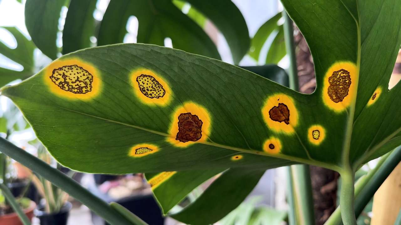 Close-up of fungal leaf spot on Monstera deliciosa leaf with brown circular spots and yellow halos