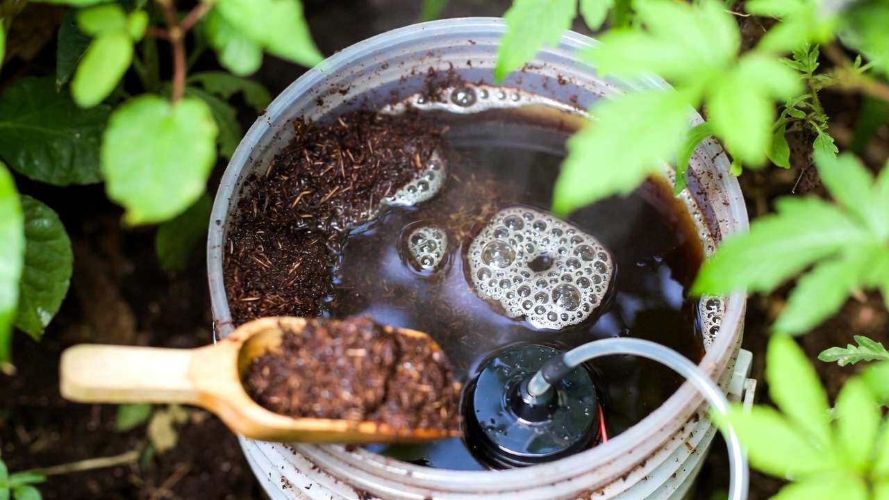 Brewing aerated compost tea in a bucket for organic plant fertilizer