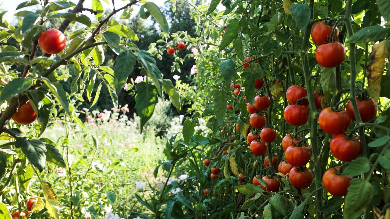 ealthy tomato plants and fruit tree thriving with natural parasitic wasps for caterpillar control in eco-friendly garden.