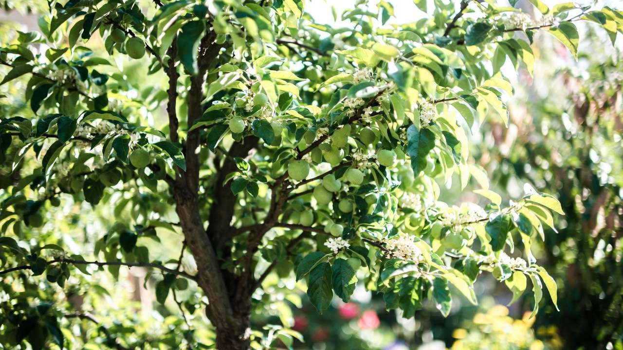 Healthy thriving pruned tree with abundant foliage and fruit as result of correct pruning practices.