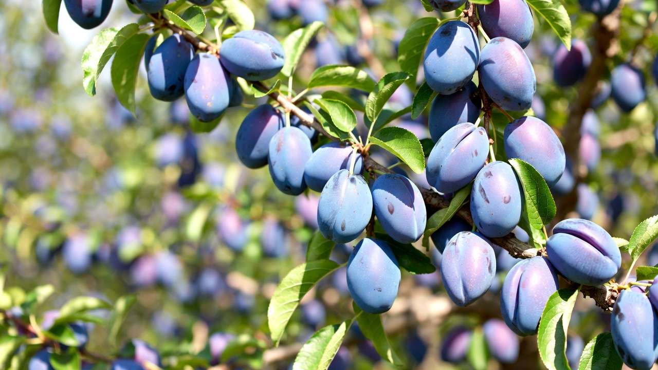 Bountiful harvest of ripe juicy plums on healthy pruned tree
