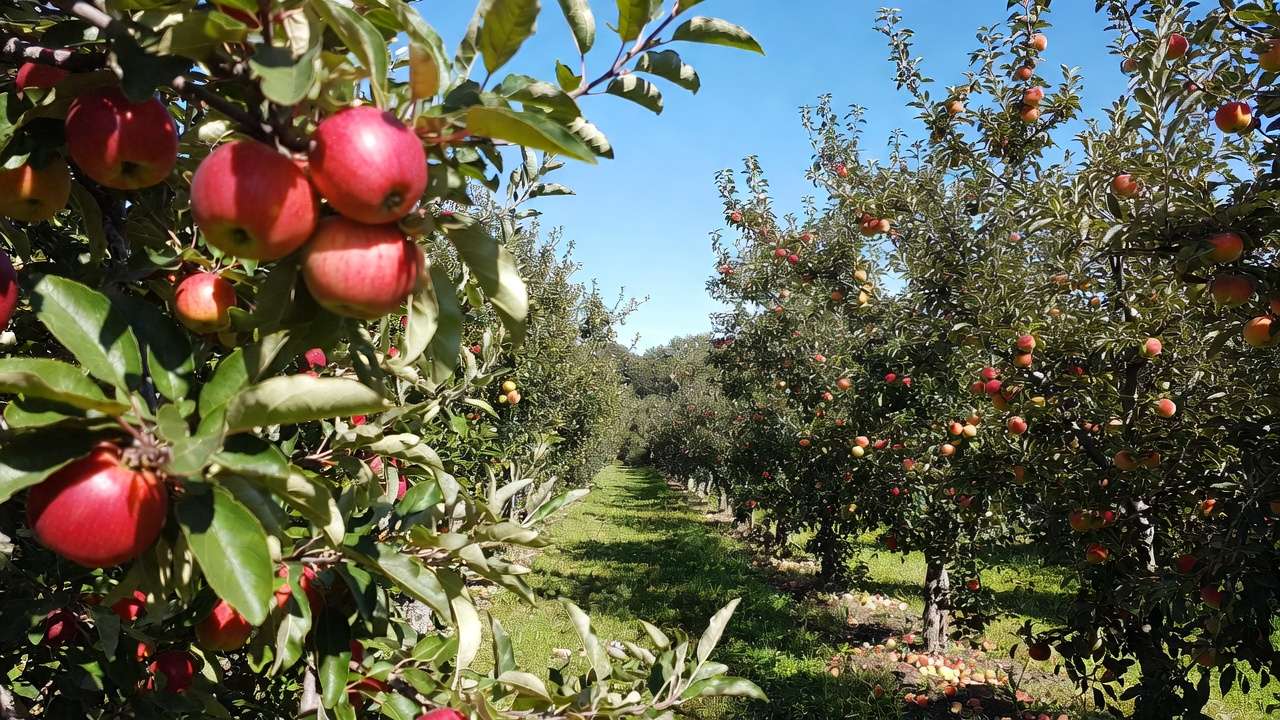 Healthy fruit orchard with abundant ripe harvest after correct pruning timing