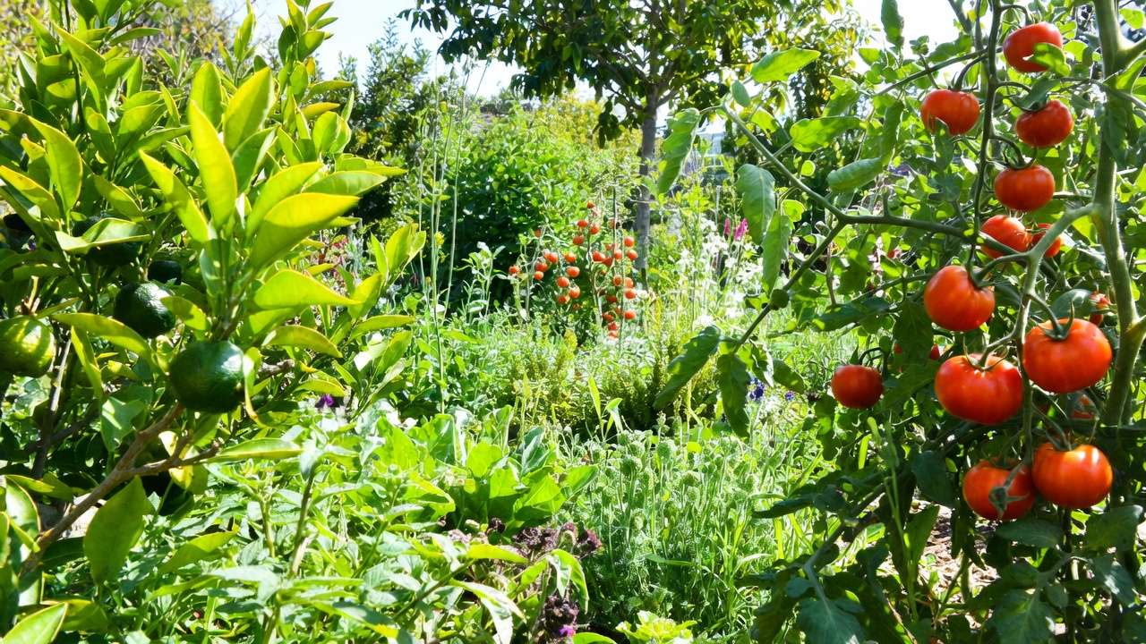Healthy thriving organic garden with tomato plants and citrus trees after successful natural whitefly control