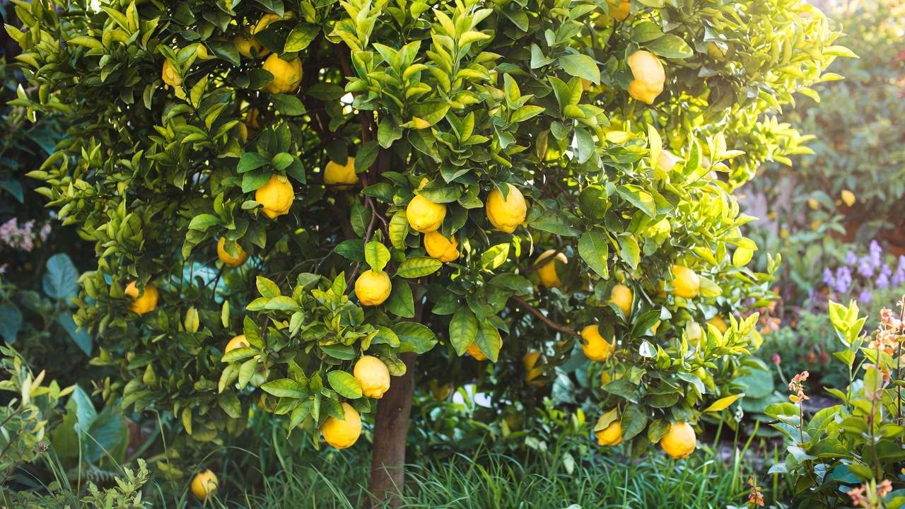 Thriving outdoor citrus tree with ripe lemons after safe transition from indoor growing