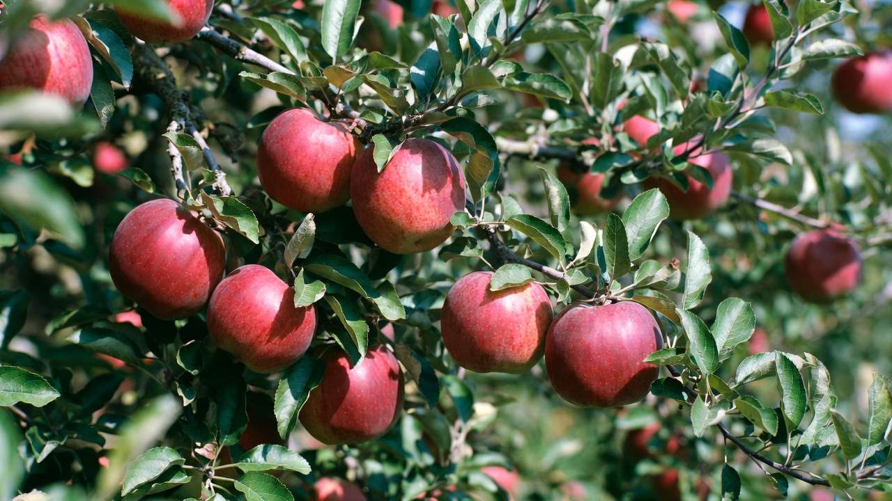 Abundant harvest of large, healthy apples on properly pruned tree