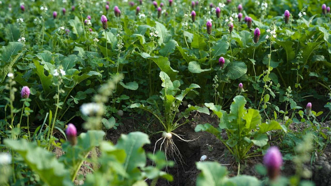 Daikon radish and clover cover crops improving heavy clay soil structure naturally in garden