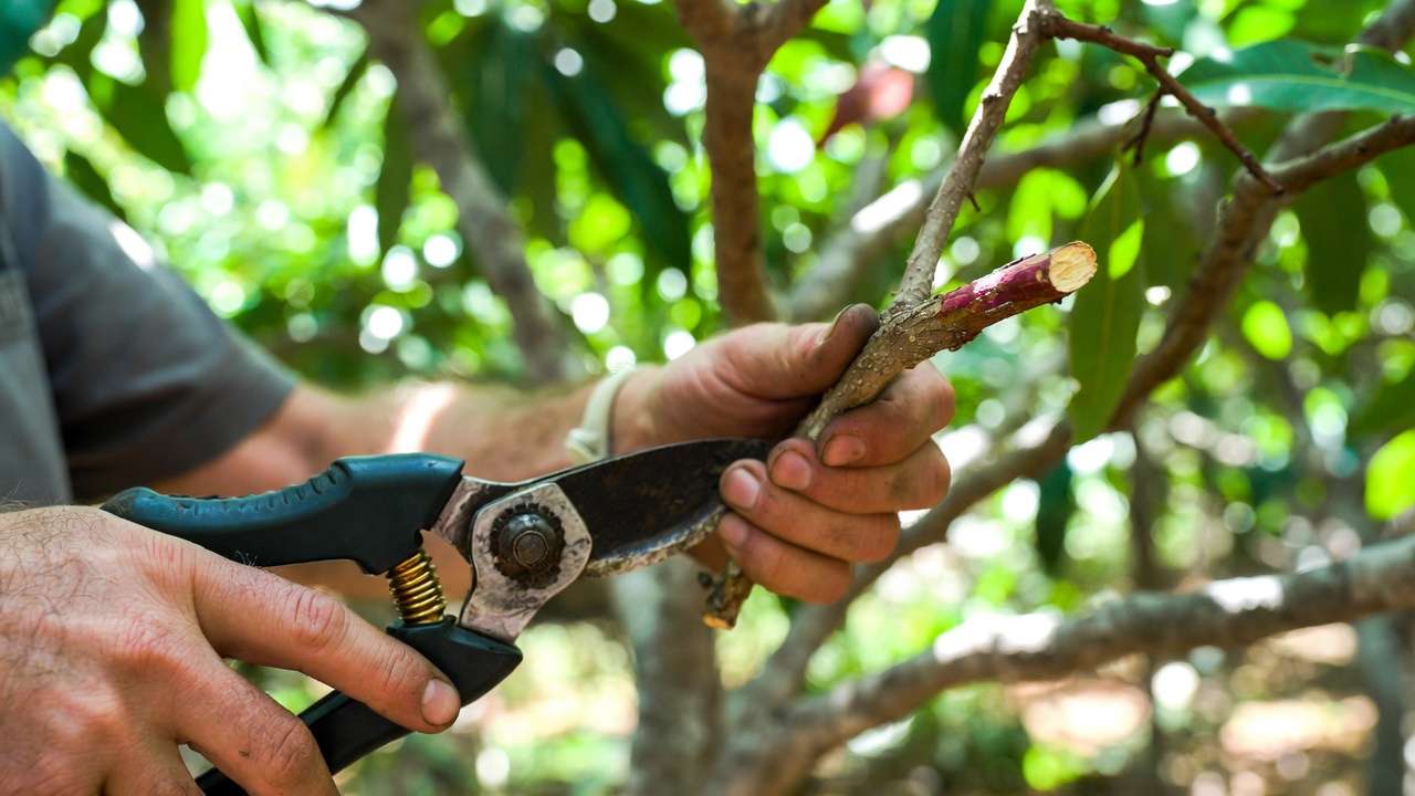 Gardener pruning infected anthracnose branch on mango tree – key cultural treatment step for disease control