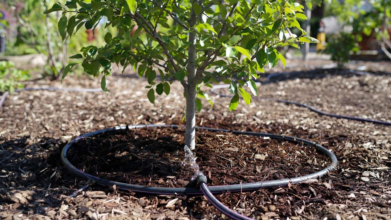 Soaker hose and mulch applied to heat-stressed tree base for deep watering and moisture retention during summer recovery.