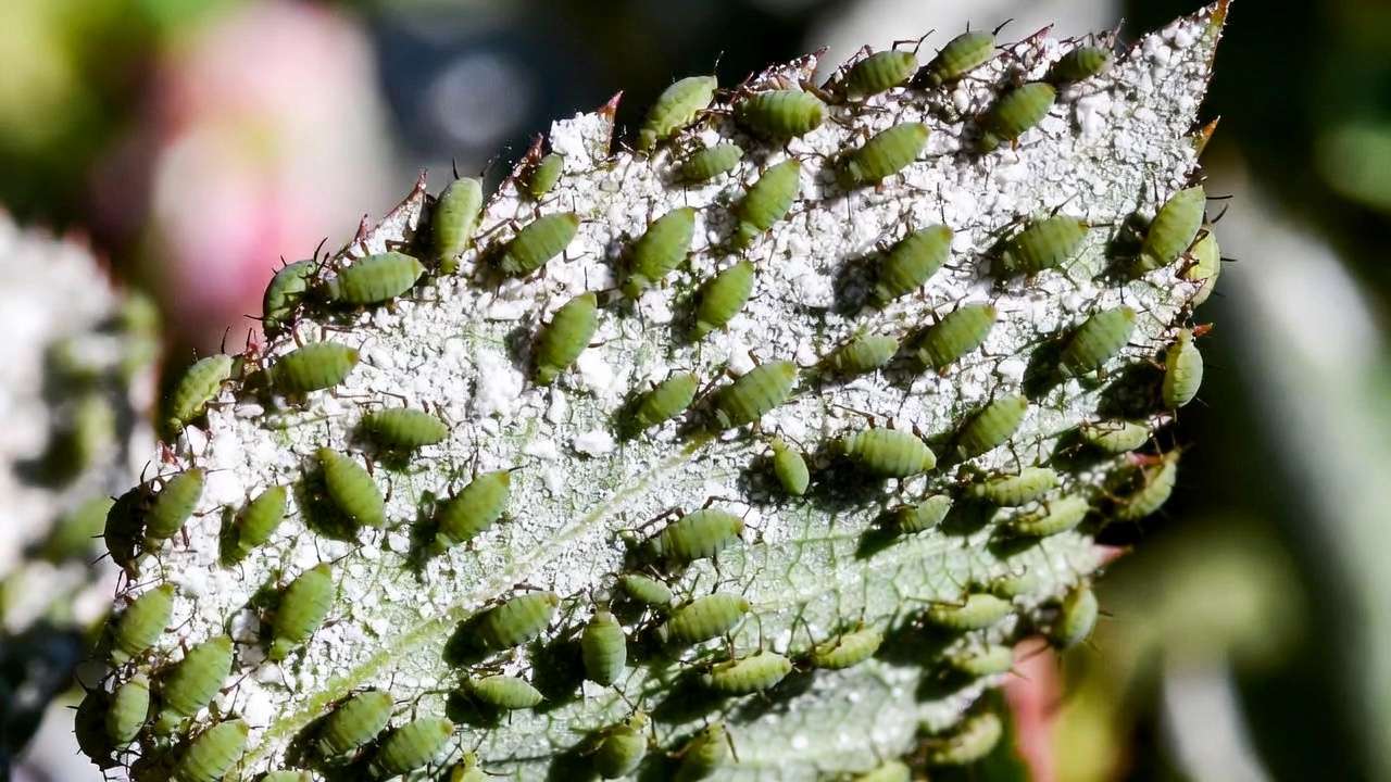Aphids on rose leaf treated with light diatomaceous earth dusting for natural control
