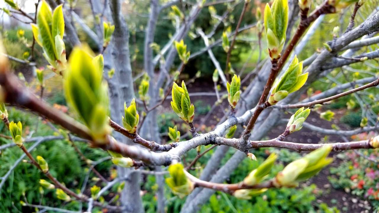 Healthy young tree showing vigorous spring growth after late fall planting