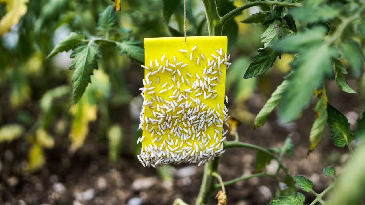 Yellow sticky trap covered in adult whiteflies used for organic monitoring in vegetable garden