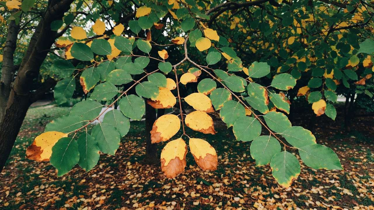 Tree branch with early summer leaf drop showing brown curled edges from drought stress
