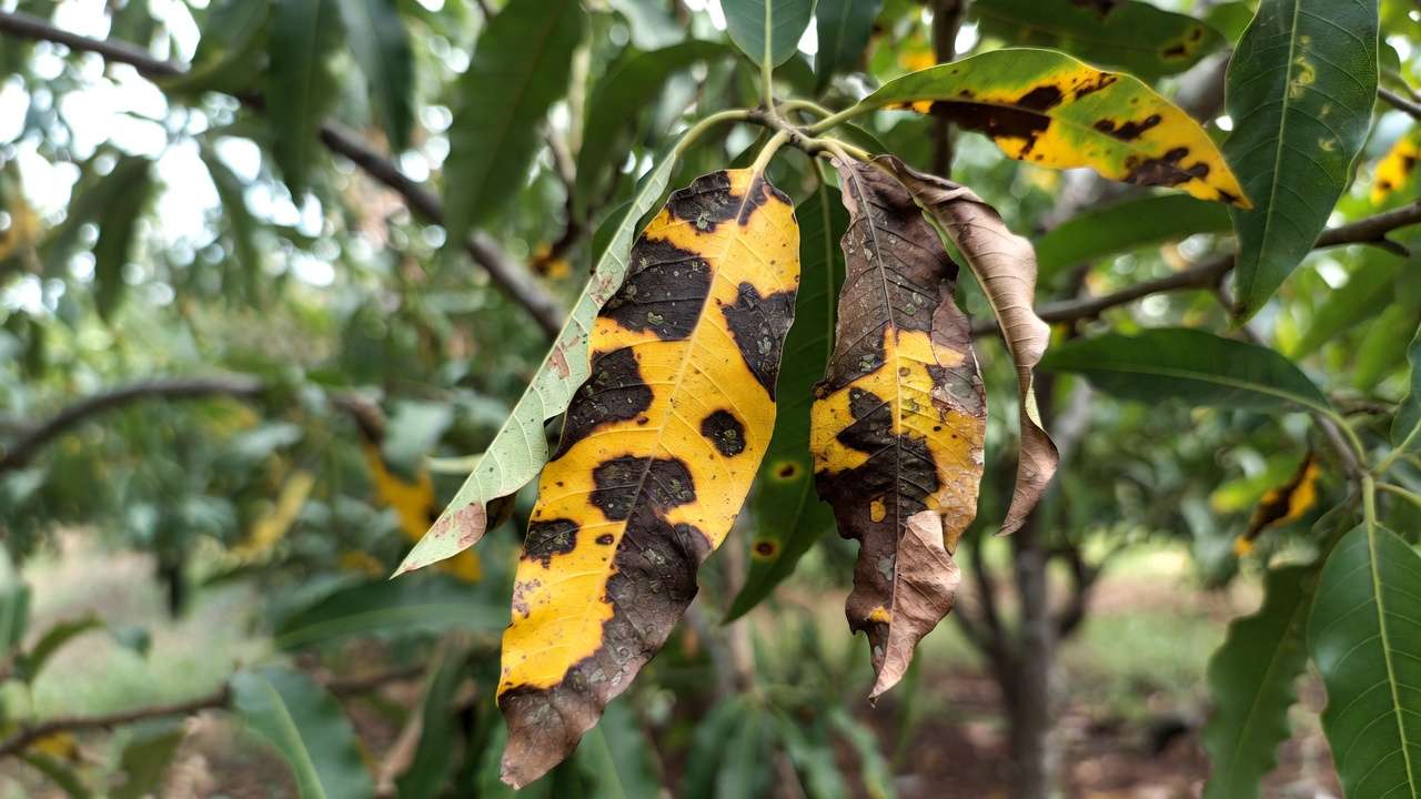 Close-up of mango leaves with typical anthracnose spots, yellow halos, and curling – early symptoms on fruit trees