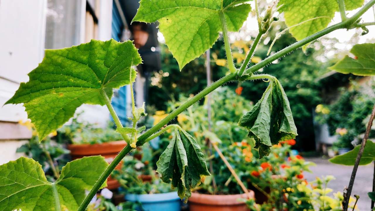 Cucumber vine showing sudden wilting from bacterial wilt on one section