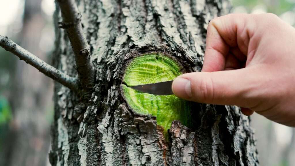 How to Revive a Dying Tree: Save Your Tree Fast