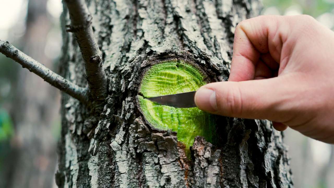 Close-up of tree scratch test showing green healthy cambium layer to check if a dying tree is still alive
