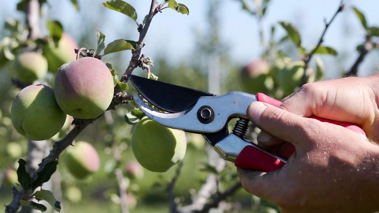 Gardener performing thinning cut with pruning shears on fruit tree to improve fruit size and canopy openness