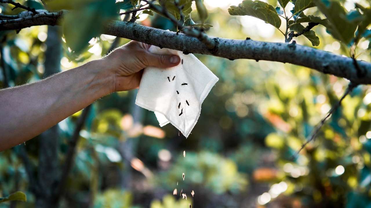 Using beating sheet technique to dislodge and monitor pests from tree branches in garden